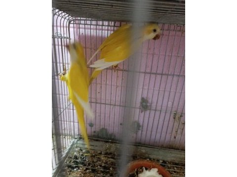 Lutino monk garantili takım citas belgesi mevcut