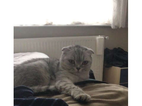 Güzel scottish fold kızım lili