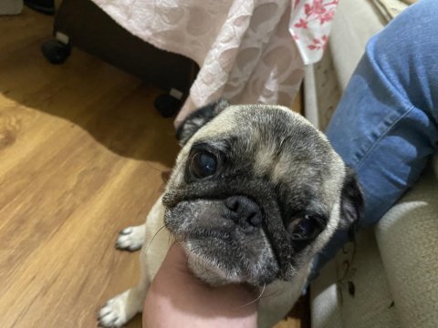 Safkan gül kuyruk pug