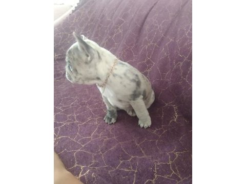 Harika french bulldog merley