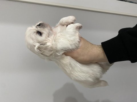Pekinez köpeğimiz