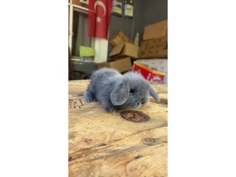 Safkan hollanda lop tavşanlar