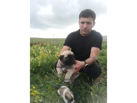 Kangal yavruları 1 aylık