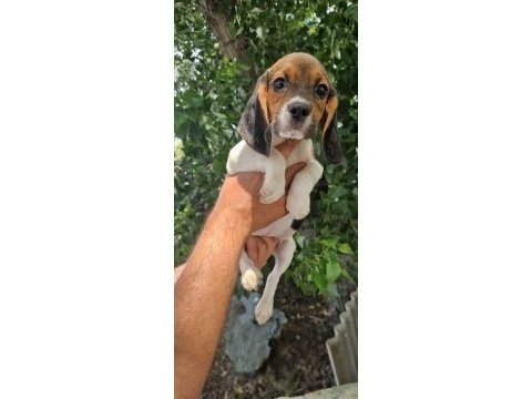 Orjinal beagle yavrular