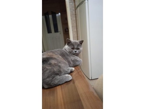 Ücretsiz sahiplendirilecek 7 aylık british shorthair