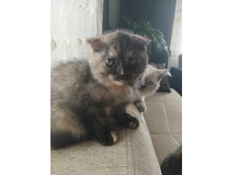 Scottish fold dişi 3 aylık