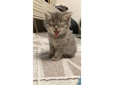 45 günlük gri erkek yavru british shorthair