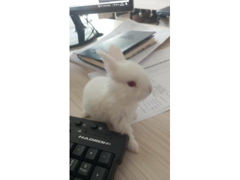 Minik tavşan sahiplendirilecektir