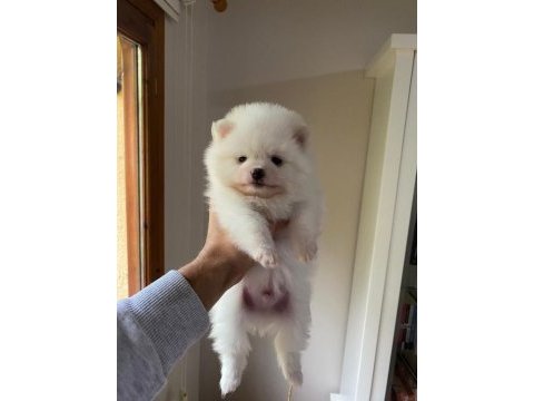Pomeranian boo yavru köpekleri