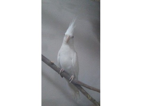 Lutino - albino eş sultan papağanları