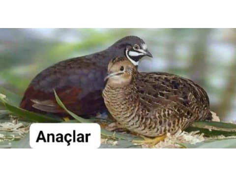 1 haftalık çin bıldırcın yavruları