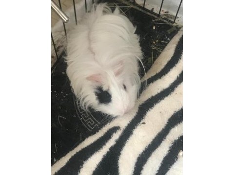 Guinea pigimi sahiplendiriyorum