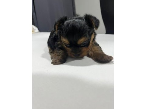 Dişi ve erkek original teacup yorkie yavrular