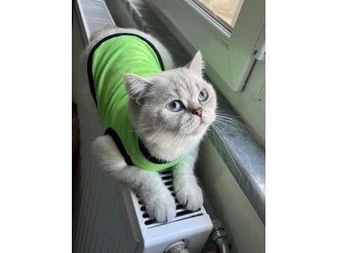 2 yaşında blue point dişi british shorthair kedimiz