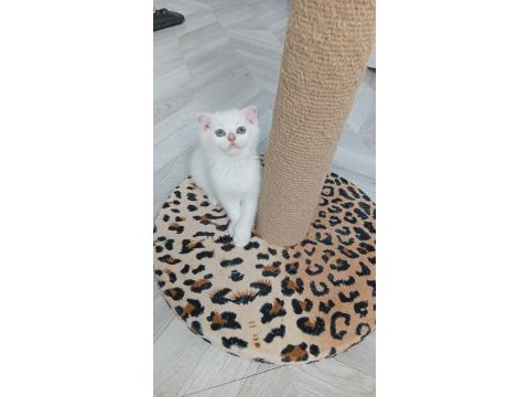 Paşa kediler uyguna verilecek