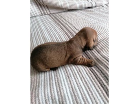 15 günlük dapple dachshund sosis köpekler