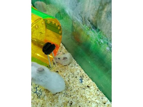 Hamster ve gonzales
