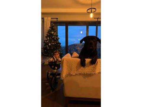 4.5 yaşında dişi kısır cane corso sahiplendirme
