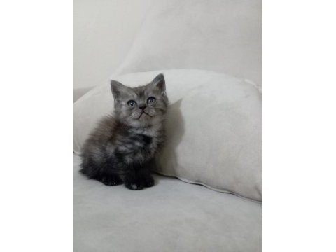 British shorthair yavrular