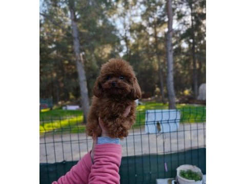 Teacup poodle erkek