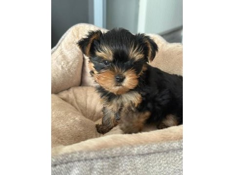 Mükemmel yorkshire terrier bebekler