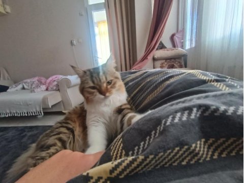 Annem hasta olduğu için kedimizi acil