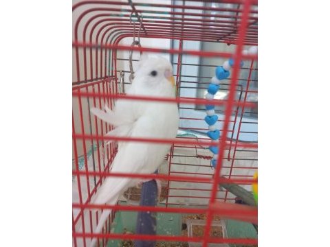 Acil muhabbet kuşlar