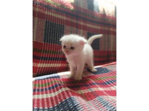 Yavrularımız sahiplendirilecektir scottish fold