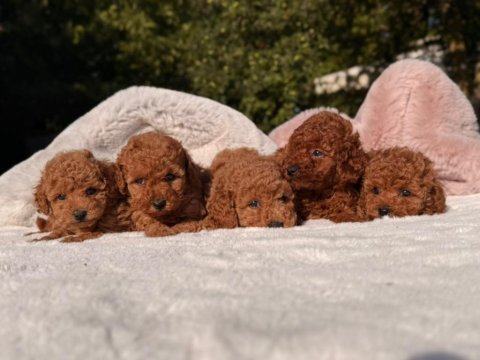 Sağlık ve ırk garantili poodle