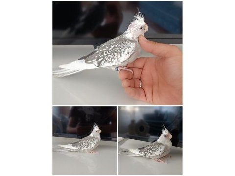 Ev üretimi wf perl 45 günlük sultan papağanı
