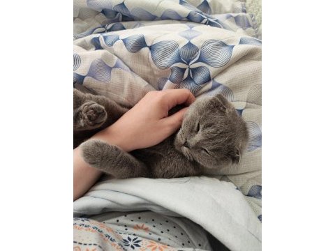 Scottish fold erkek kedimiz