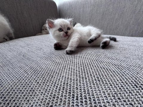 Safkan beyaz british shorthair yavrular