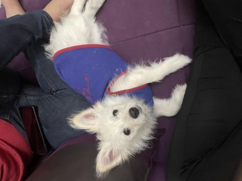 Pomeranian spitz dişi uygun
