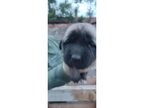Dev ırk anadolu çoban köpeği