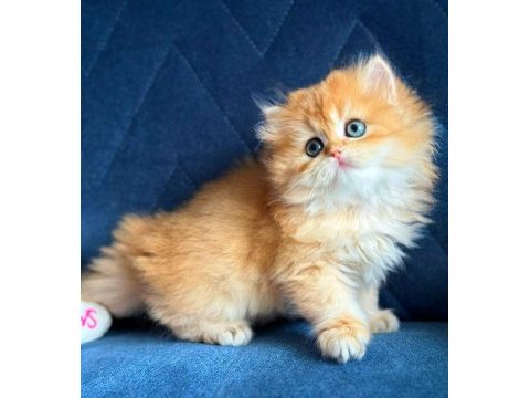 Show kalite british longhair golden yavrular