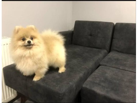 Orjinal yurt dışı karneli pomeranian erkek
