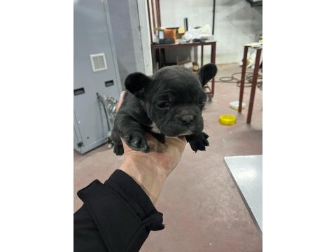 Köpeklerimiz sütten kesildiler mama yiyorlar