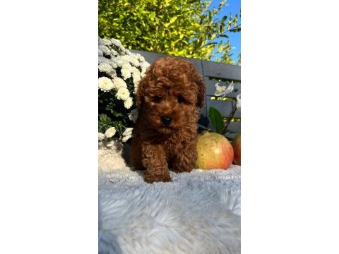 Red brown kore toy poodle bebeklerimiz