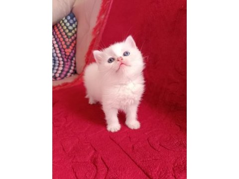 Safkan british shorthair yavrularımız
