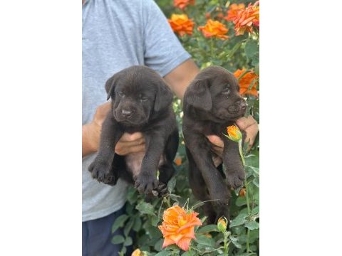 Labrador redriever sevimli yavrular ruhsatlı çiftlik 