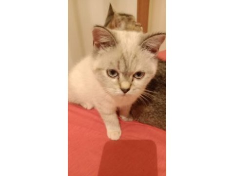 British shorthair yavrumuz yeni yuvasını arıyor
