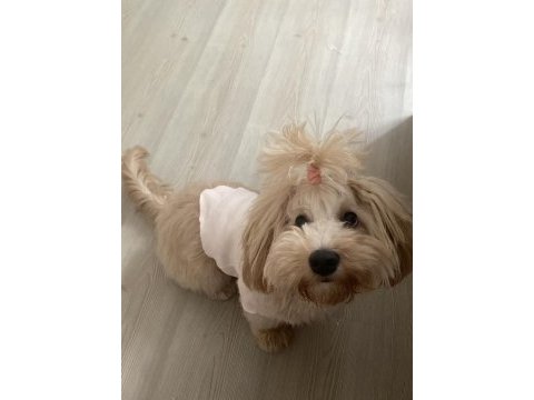 Yuvarlak surat maltipoo