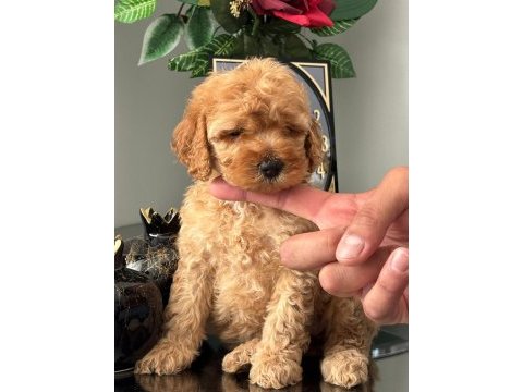 Orijinal toy poodle