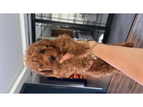 2 aylık toy poodle red erkek yavrular
