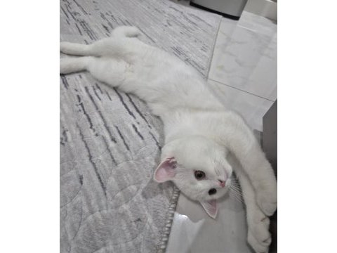 4 aylık beyaz erkek british shorthair