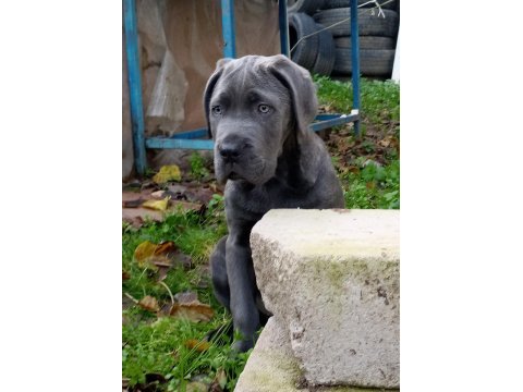 Cane corso blue yavrumuz erkek