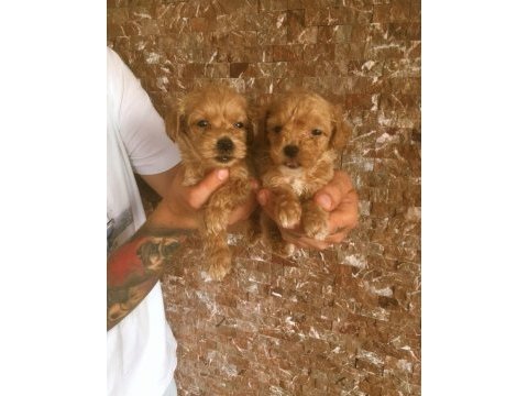 Orjinal bebek yüzlü maltipoo yavrular