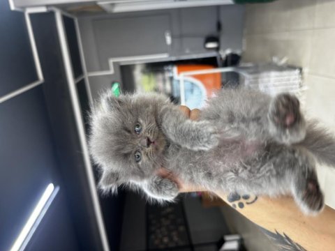 Kar beyazı british longhair yavrularım
