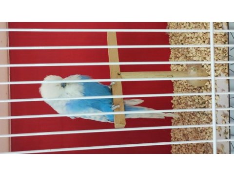 Damızlık spangle show erkek muhabbet kuşu