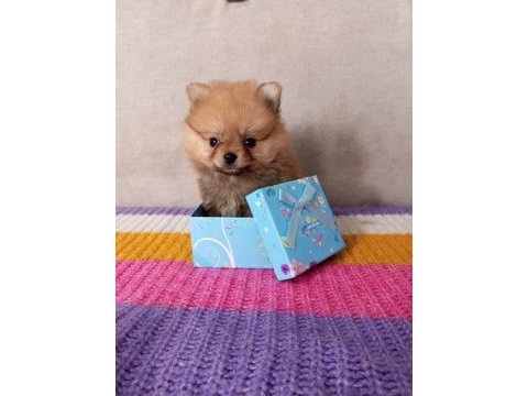 Mini boy pomeranian